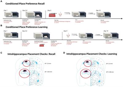 Sex differences in hippocampal β-adrenergic receptor subtypes drive retrieval, retention, and learning of cocaine-associated memories